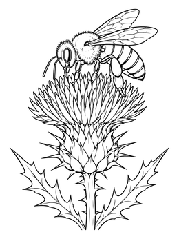 A detailed bee coloring page featuring a honeybee perched on a spiky thistle bloom.