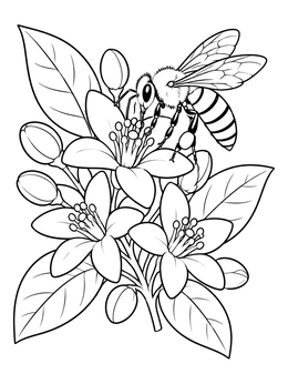 A honeybee gathers nectar on this florida state coloring page featuring orange blossoms.