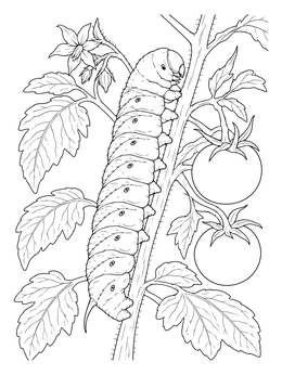 A detailed hornworm caterpillar coloring page resting on a leafy tomato vine with fruit.
