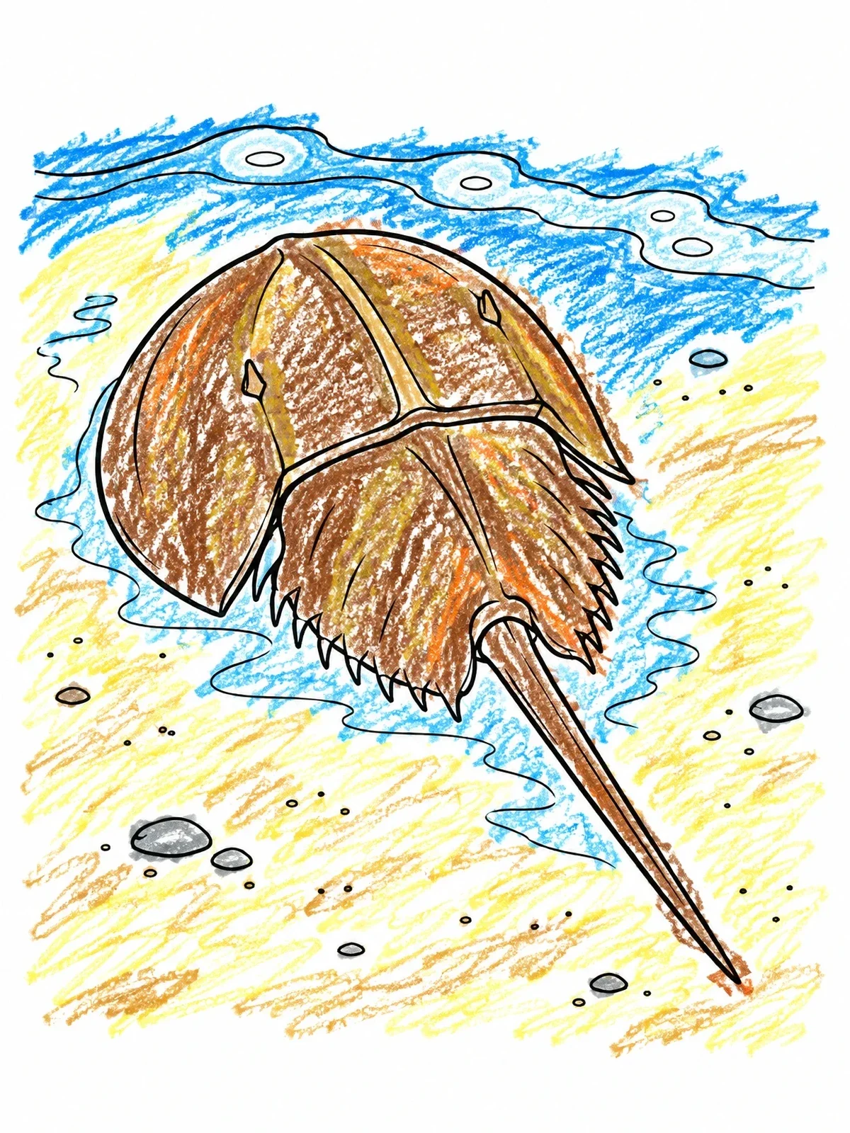 Colored example of the Horseshoe Crab On The Sandy Shore coloring page