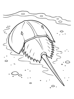 A detailed horseshoe crab crawling on wet sand in this crab coloring page.