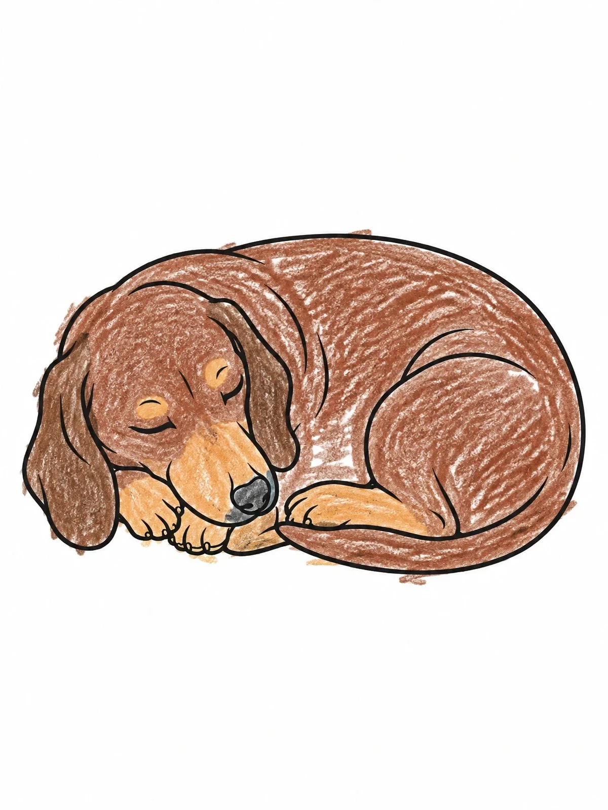 Colored example of the Sleeping Dachshund Curled Up coloring page