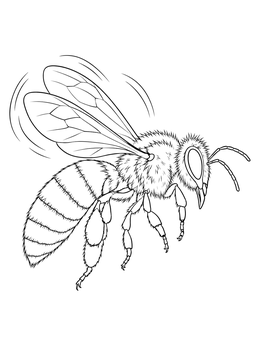 A detailed bee coloring page showing a honey bee hovering in flight.