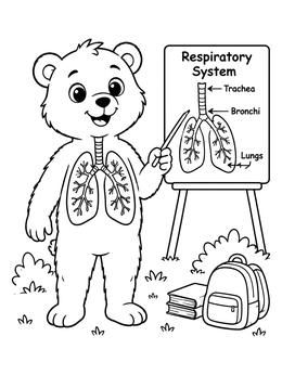 A cute bear teacher explains lung anatomy in this educational human coloring page.