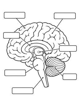 A detailed brain coloring page diagram with blank text boxes and pointer lines to label anatomy parts.