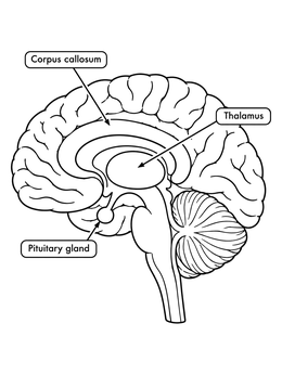 Educational brain coloring page showing a cross section with labeled parts.