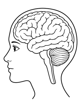A brain coloring page showing the cerebrum, cerebellum, and brainstem inside a head outline.
