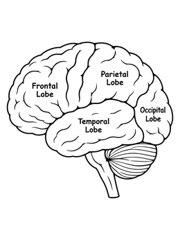 Educational brain coloring page showing the four main lobes clearly labeled in profile.