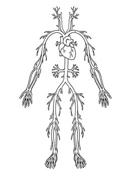 Diagram of the human circulatory system coloring page showing blood vessels and the heart.