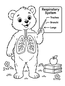 A cute bear teacher in an educational human coloring page showing respiratory anatomy.
