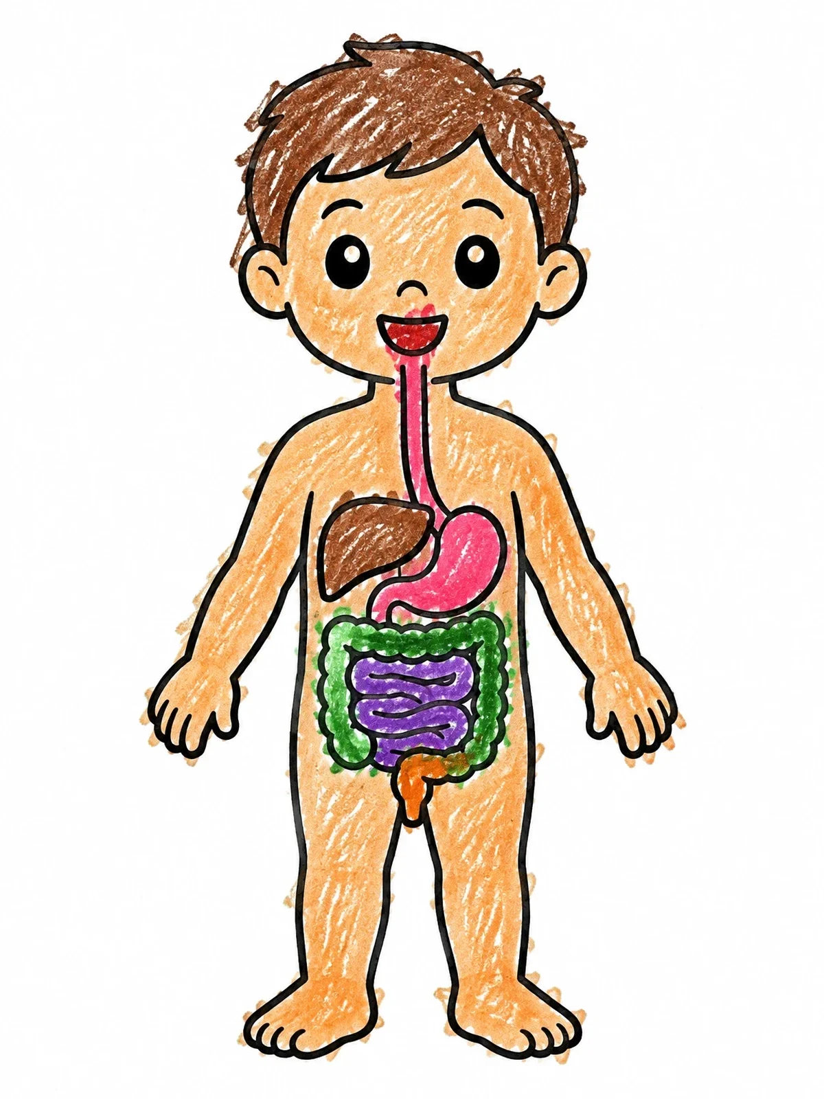 Colored example of the Child With Human Digestive System Diagram coloring page