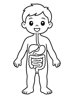 A friendly child diagram in this human coloring page showing the stomach and intestines.