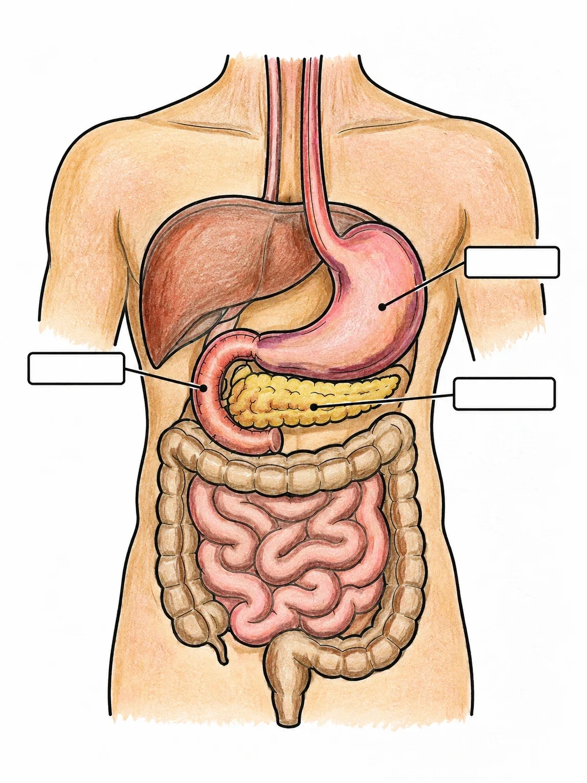 Colored example of the Human Digestive System Diagram With Labels coloring page