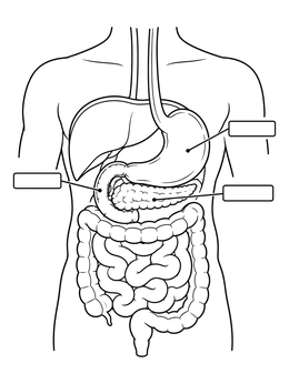 Free printable Human Digestive System Diagram With Labels coloring page