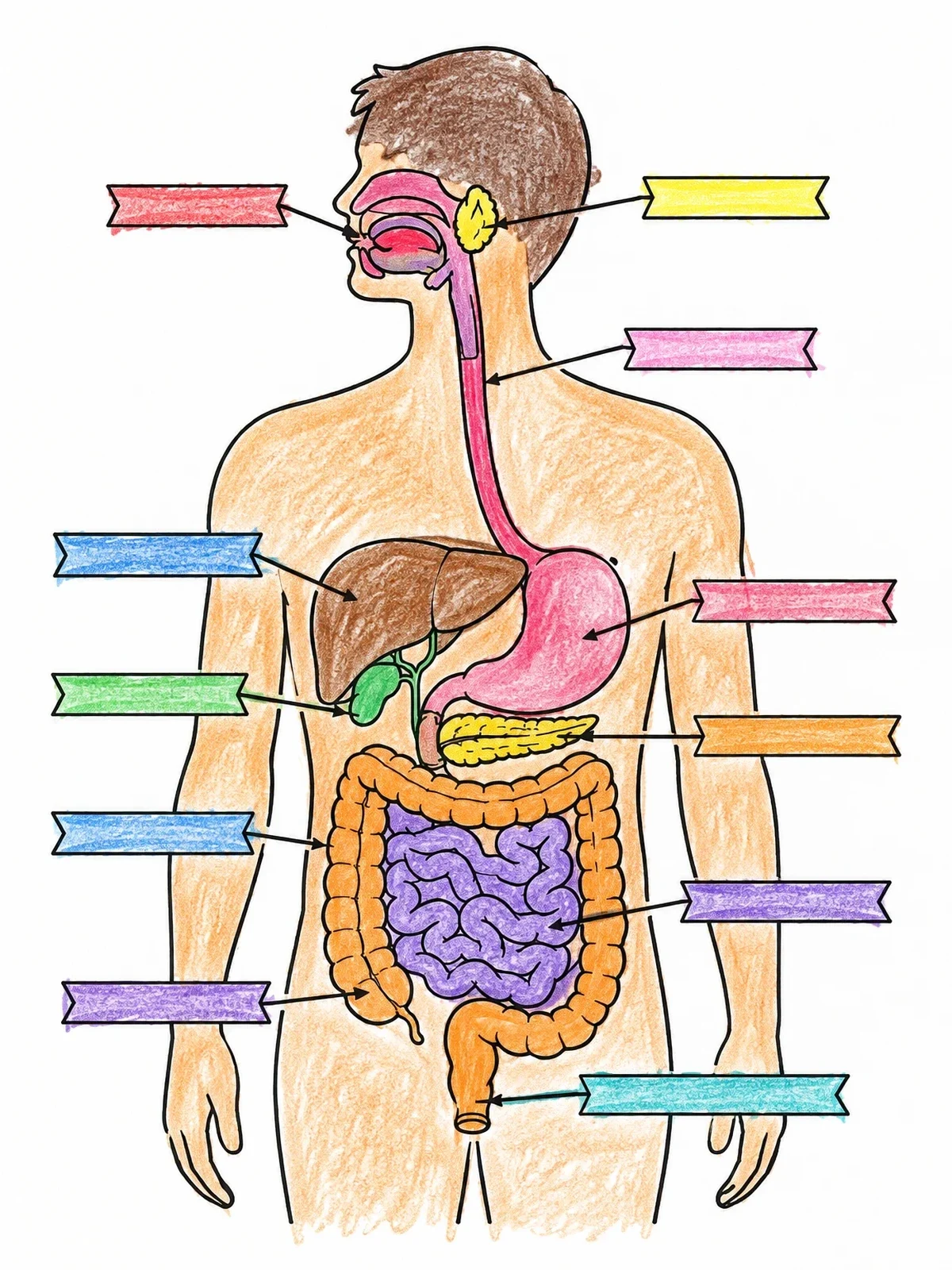Colored example of the Human Digestive System With Label Ribbons coloring page