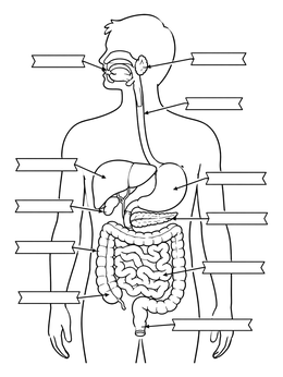 Free printable Human Digestive System With Label Ribbons coloring page