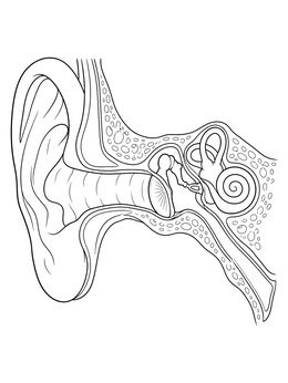 Detailed ear coloring page illustrating the outer, middle, and inner ear anatomy cross section.