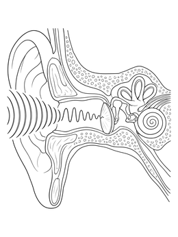Anatomical ear coloring page showing sound waves moving toward the eardrum and inner ear.