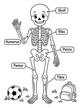 Free printable Friendly Skeleton Anatomy Chart coloring page