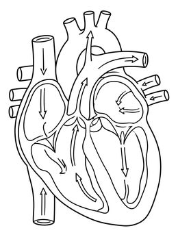 Educational heart anatomy coloring page showing chambers, valves, and blood circulation arrows.
