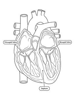 A detailed heart anatomy coloring page showing chambers and valves with educational labels.
