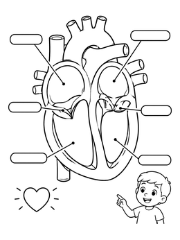 An educational human heart coloring page diagram with label boxes and a smiling boy.