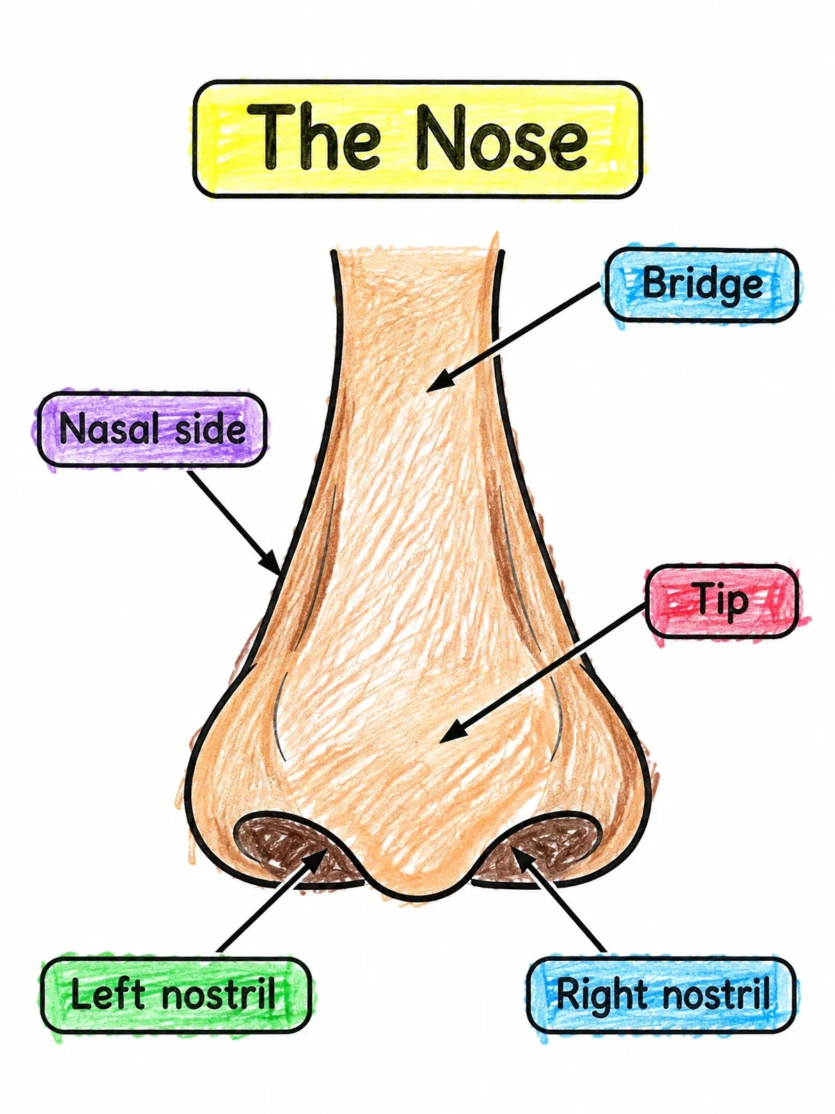 Colored example of the Human Nose Anatomy Diagram coloring page