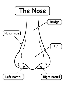 Educational nose coloring page showing anatomical parts with labels and arrows.