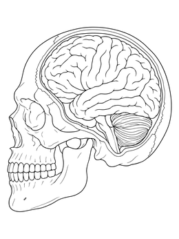 Detailed skull cross section and brain coloring page showing the cerebrum and cerebellum.