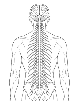 Anatomical view of the spinal cord in this nervous system coloring page.