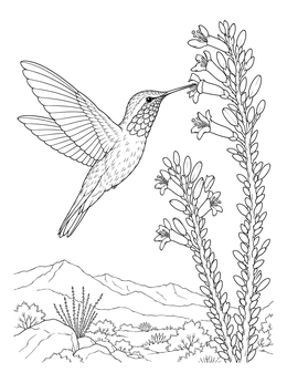A hummingbird coloring page showing the bird sipping nectar from ocotillo flowers with desert hills in the background.