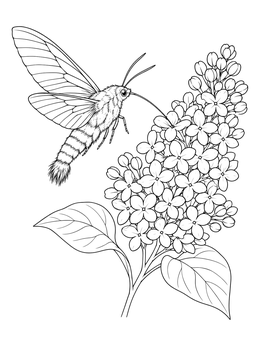 A hummingbird moth coloring page showing the insect hovering by blooming lilac flowers.