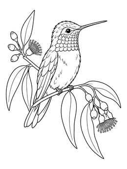 A hummingbird coloring page showing a detailed bird sitting quietly on a flowering eucalyptus branch.