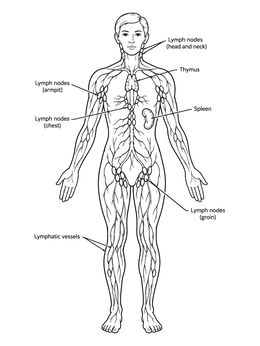 Free printable Human Lymphatic System Diagram coloring page