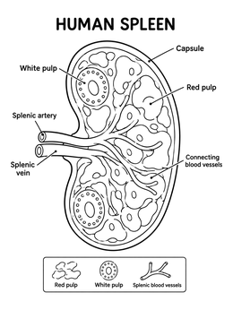 A detailed immune system coloring page featuring a labeled cross-section diagram of the human spleen.