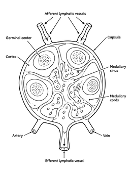 A detailed lymph node diagram in an educational immune system coloring page.