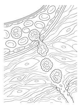 Detailed immune system coloring page illustrating white blood cells squeezing through a capillary wall into tissue.