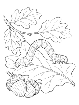 Detailed inchworm coloring page crawling over an oak leaf next to two acorns.