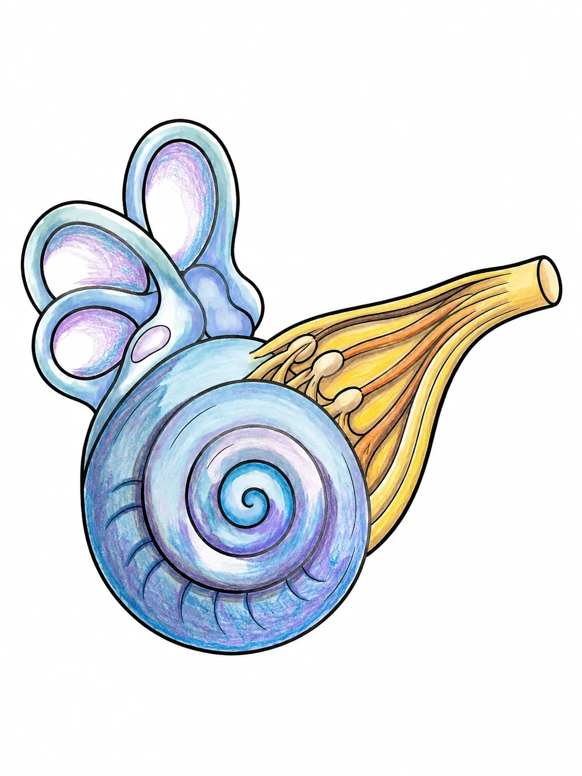 Colored example of the Inner Ear Cochlea And Semicircular Canals coloring page