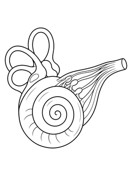 An inner ear coloring page featuring the spiral cochlea and semicircular canals.