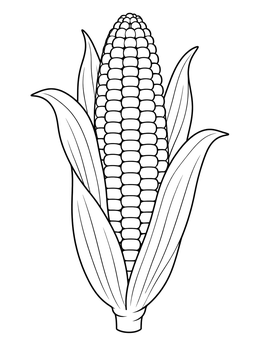 Free printable Ripe Iowa Corn On The Cob coloring page