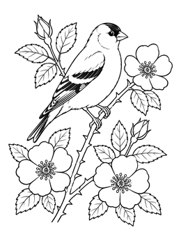 Free printable Eastern Goldfinch With Prairie Rose coloring page