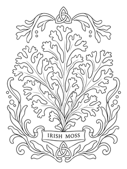 An intricate Irish moss seaweed coloring page framed with Celtic knotwork accents.