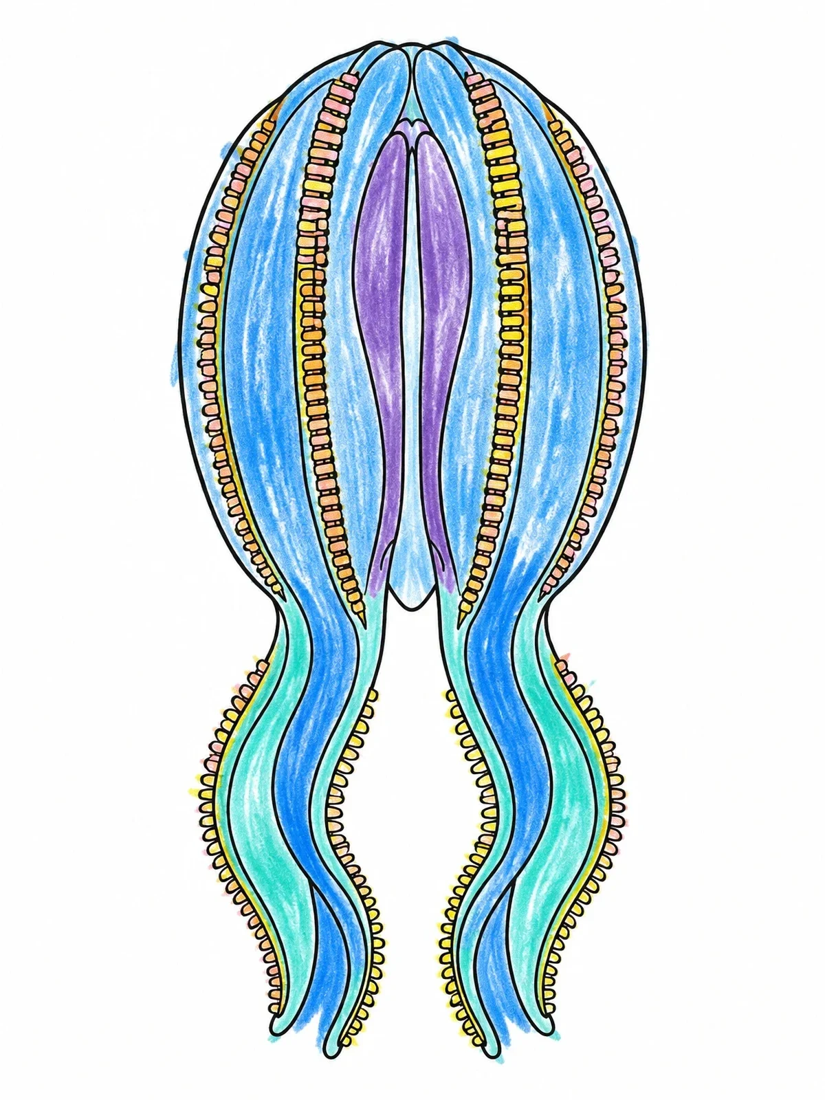 Colored example of the Symmetrical Deep Sea Comb Jelly coloring page