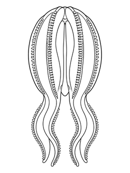 Detailed jellyfish coloring page showing a symmetrical comb jelly with rows of cilia.