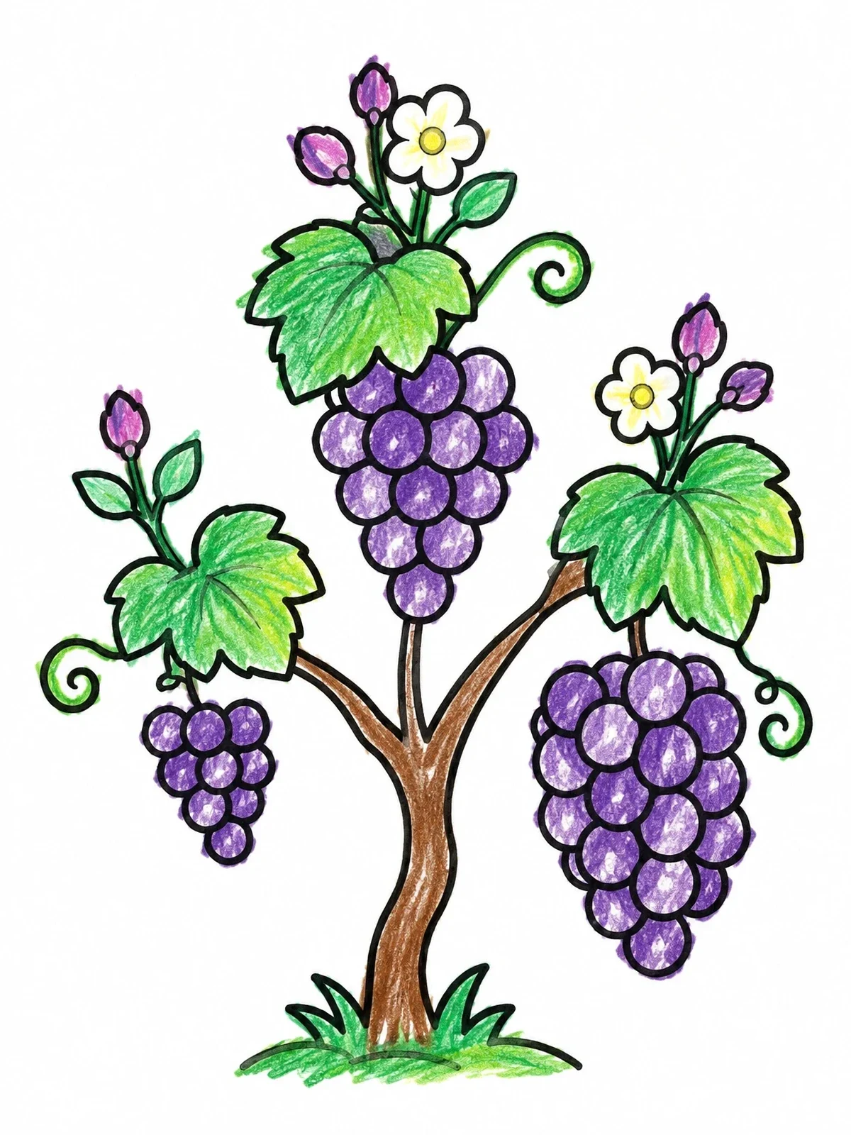 Colored example of the Grapevine With Three Branches coloring page