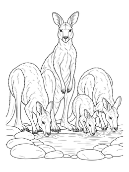 A kangaroo coloring page featuring a mob of kangaroos drinking at a calm rocky waterhole.