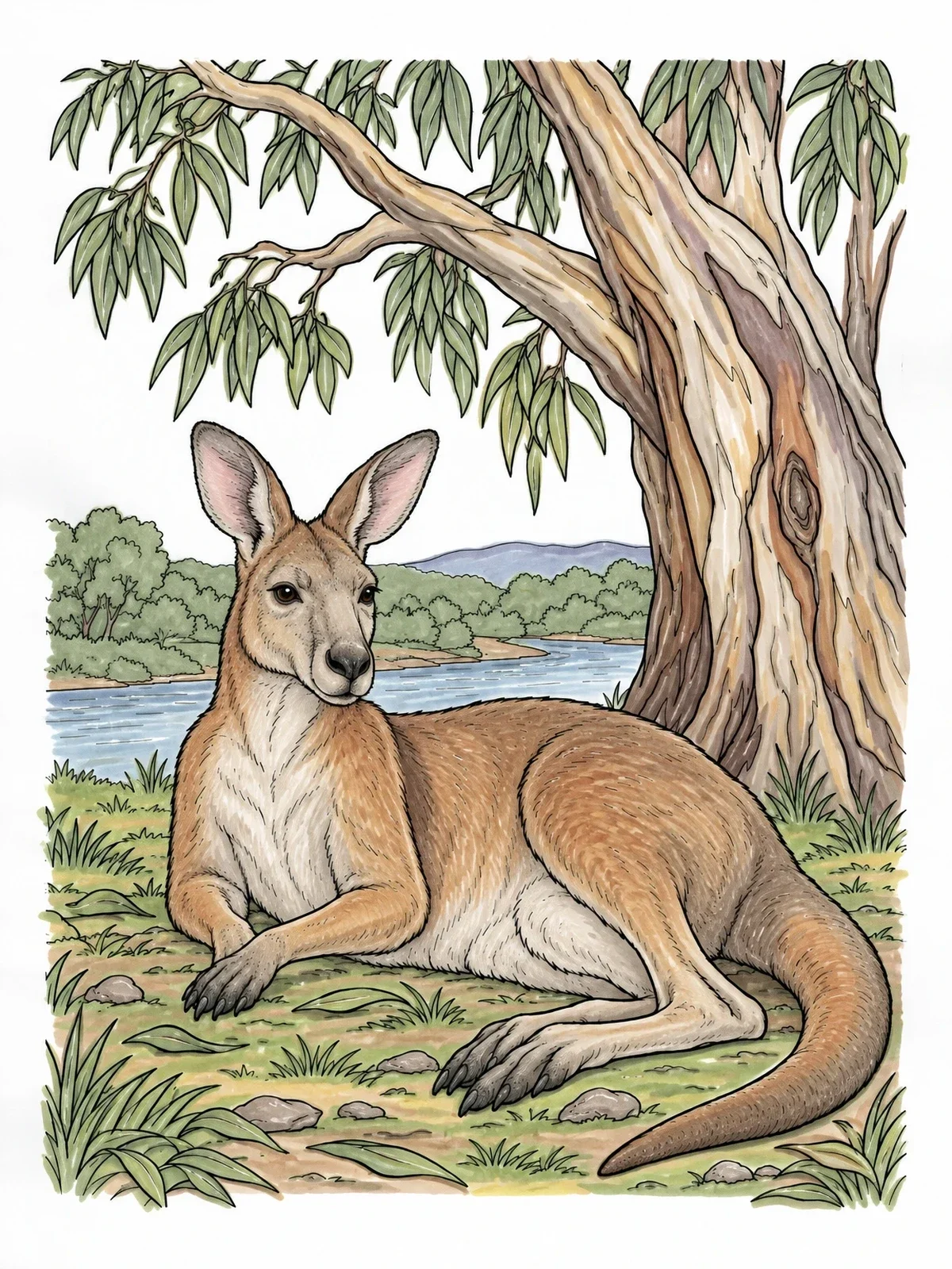 Colored example of the Kangaroo Resting Under Gum Tree coloring page