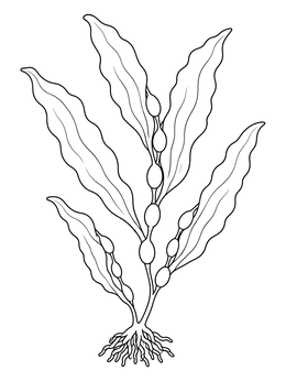 Detailed seaweed coloring page showing kelp blades, air bladders, and holdfast.