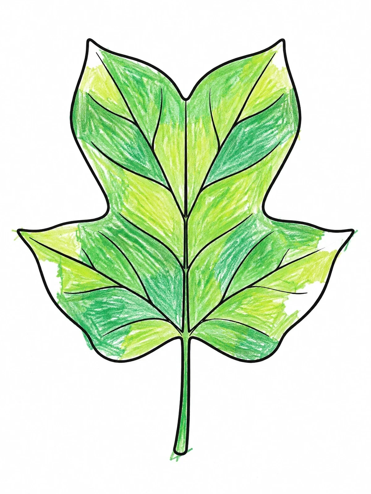 Colored example of the Kentucky Tulip Poplar Leaf Outline coloring page